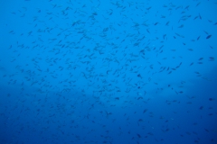 DSC08909