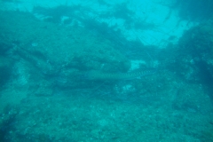 DSC00447