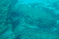 DSC00448