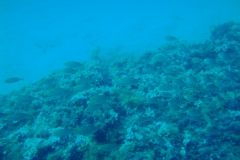 DSC08825
