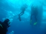 Med Dive 03 Julio 2016