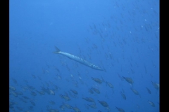 md0307201601