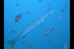 md0307201602