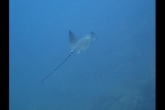 md0307201603