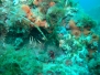 Med Dive 1 Mayo 2017