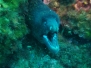 Med Dive 10 y 11 Septiembre 2016 