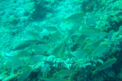 DSC09401