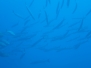 Med Dive 14 Agosto 2019 (El Vell)