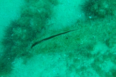 DSC09832