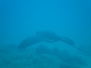 Med Dive 23 y 24 Julio 2016
