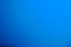 DSC08768
