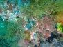 Med Dive 26 Mayo 2018