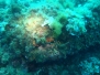 Med Dive 6 y 7 Agosto 2016