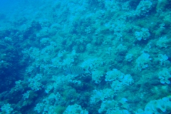 DSC08837
