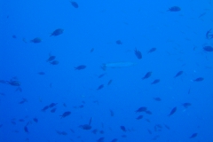 DSC08848
