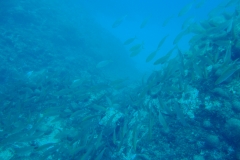 DSC09798