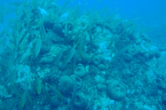 DSC09799