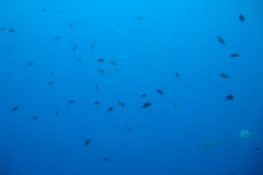 DSC00230