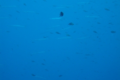 DSC00231