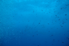 DSC00235