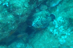 DSC00250