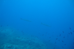 DSC00286