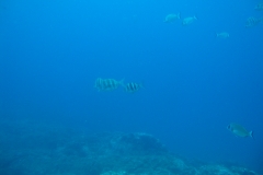DSC00293