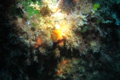 DSC00295
