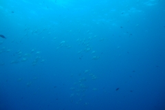 DSC00296