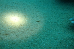 DSC00303