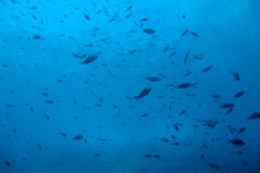 DSC00316